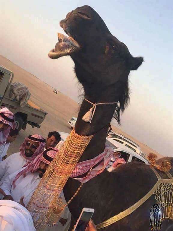 الهنوف