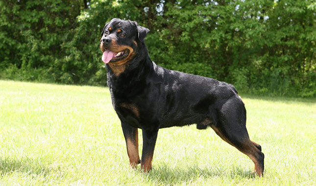 Rottweiler